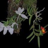 Ceratochilus biglandulosus a Fernadezia maculata