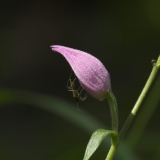 Cephalanthera rubra 