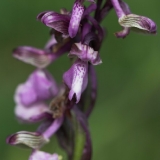 Orchis morio - Šumava 2011