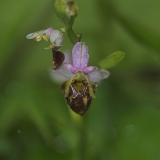 Ophrys holoserica subsp.holubyana