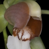 Coelogyne septemcostata