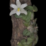 Constantia cipoensis