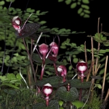 Corybas sp. West Papua