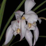 Cymbidium wenshanense