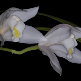 Cymbidium eburneum