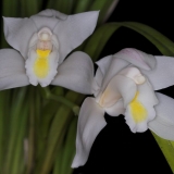 Cymbidium eburneum