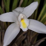 Cymbidium eburneum