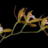 Cymbidium tigrinum