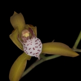 Cymbidium tigrinum