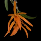 Dendrobium dickasonii