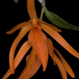 Dendrobium dickasonii