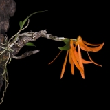 Dendrobium dickasonii