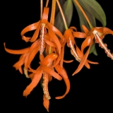 Dendrobium lamyaiae