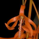 Dendrobium lamyaiae