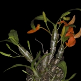 Dendrobium unicum