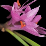 Dendrobium violaceum typ 1