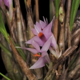 Dendrobium violaceum typ 2