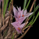 Dendrobium violaceum typ 2