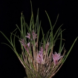 Dendrobium violaceum typ 2