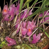 Dendrobium brassii