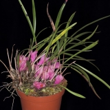Dendrobium brassii