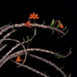Dendrobium jacobsonii