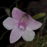 den-agathodaemonis01