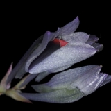 Dendrobium vexillarius 