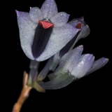 Dendrobium vexillarius 