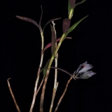 Dendrobium vexillarius 