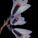 Dendrobium vexillarius 