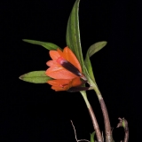 Dendrobium vexillarius 