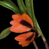 Dendrobium vexillarius 