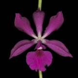 Encyclia x cordigera hybrid