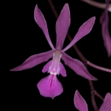 Encyclia triangulifera