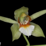 Coelogyne erikaense
