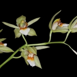 Coelogyne erikaense