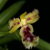 Haraella odorata
