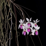 Holcoglossum kimballianum