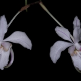 Holcoglossum quasipinifolium