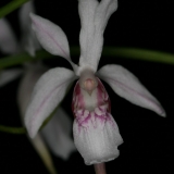 Holcoglossum lingulatum