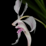 Holcoglossum lingulatum
