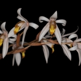 Coelogyne velutina