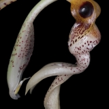 Stanhopea confusa