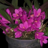 Dendrobium laevifolium