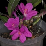 Dendrobium laevifolium