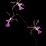 Encyclia moebusii