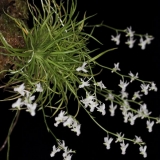 Phymatidium tillandsioides