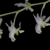 Phymatidium tillandsioides