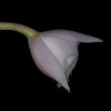 Laelia alaorii - světlý typ